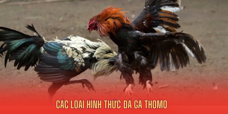 Các loại hình đá gà Thomo tại đấu trường