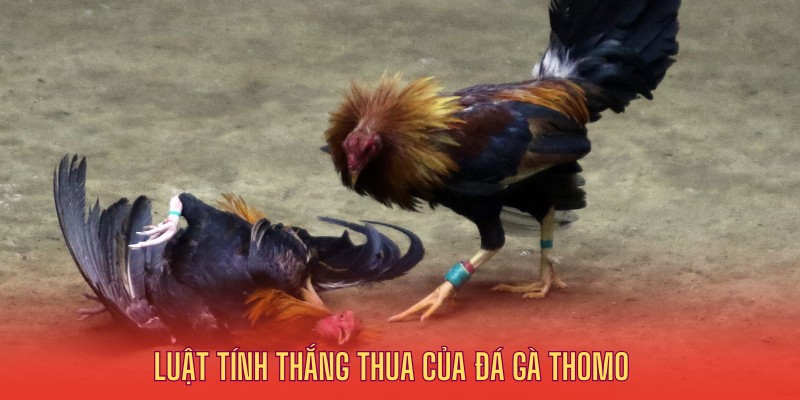 Luật thắng thua của đá gà Thomo