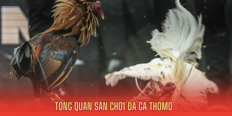 Tổng quan đá gà Thomo