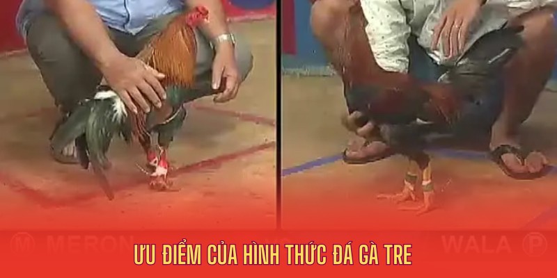 Điểm mạnh đá gà tre